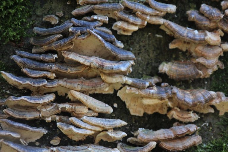 Eco How-To: Weaving Walls of Moss solar-stitched byijenite Glimmers Eco How-To: Weaving Walls of Moss solar-stitched byijenite Glimmers