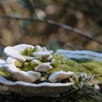 Eco How-To: Weaving Woven Willows into Living Fences