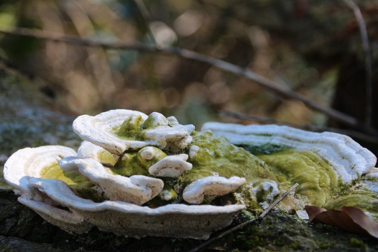 Eco How-To: Weaving Woven Willows into Living Fences