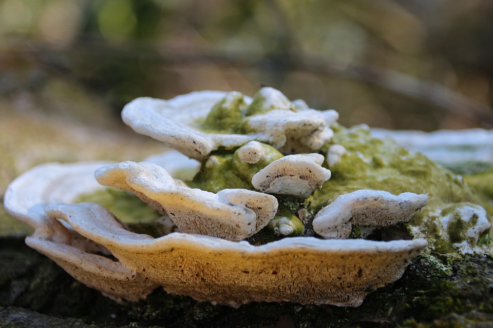 Symbolic Essay The River’s Whisper in Eco-Design Choices