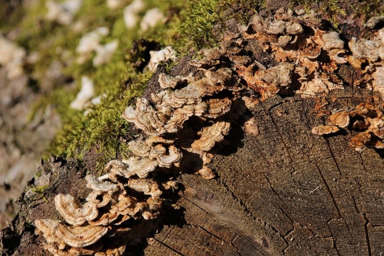 Best Of: Brightens in the Stillness Orchard Where Roots Meet Open Sky