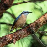 Poetic Guide: Whispers of Willow Cultivating Inner Calm Through Earthen Simplicity Poetic Guide: Whispers of Willow Cultivating Inner Calm Through Earthen Simplicity