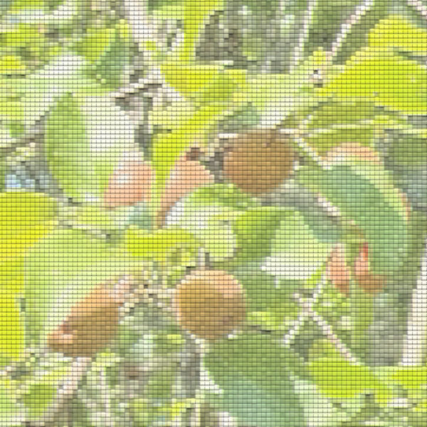 Genetic Treasure Hunting: Weird Pear Seedling Edition