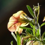 Eco How-To on Cascading Succulents & Winning Hearts Eco How-To on Cascading Succulents & Winning Hearts