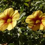 Eco How-To – Weaving Green Threads Through Urban Grays