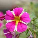 Poetic Guide: Whispers of Earth: companion in green