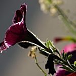 Eco How-To: Compost & Thriving Roots Eco How-To: Compost & Thriving Roots