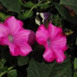 Seasonal Ritual: Morning Light on Verdant Wings