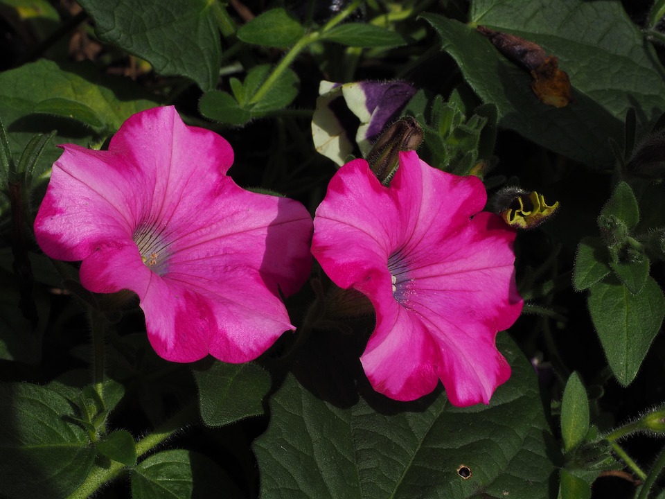 Seasonal Ritual: Morning Light on Verdant Wings