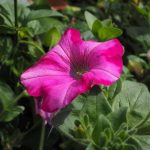 Symbolic Essay: Glassy Fragments Basking in Sun-Kissed Soils Symbolic Essay: Glassy Fragments Basking in Sun-Kissed Soils