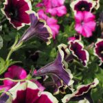 Seasonal Ritual, Soil & Starlight Seasonal Ritual, Soil & Starlight