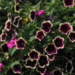 Best Of: Moonlit Sips and Rustlin’ Leaf-Lammiations Best Of: Moonlit Sips and Rustlin’ Leaf-Lammiations