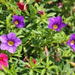 Seasonal Ritual: Breathing Exercises Amidst Frost-Kissed Frost Seasonal Ritual: Breathing Exercises Amidst Frost-Kissed Frost