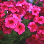 Seasonal Ritual Planting Seeds Beneath Sunken Rooftops
