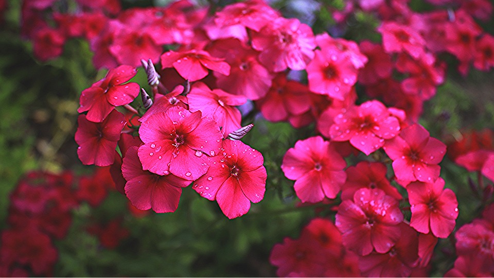 Seasonal Ritual Planting Seeds Beneath Sunken Rooftops