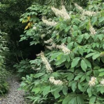 7 Factors to Consider When Choosing a Planting Site