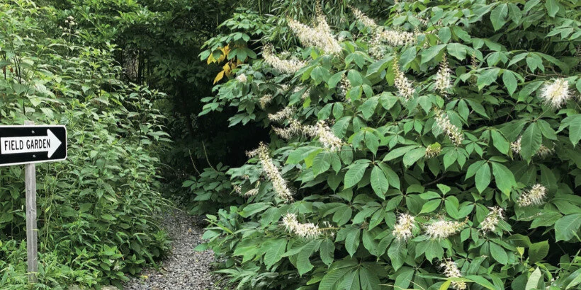 7 Factors to Consider When Choosing a Planting Site