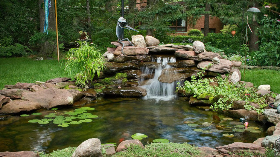 How Backyard Ponds Improve Garden Biodiversity and Relaxation