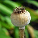 Eco How-To: Designing Spaces Where Nature Breathes Deeply