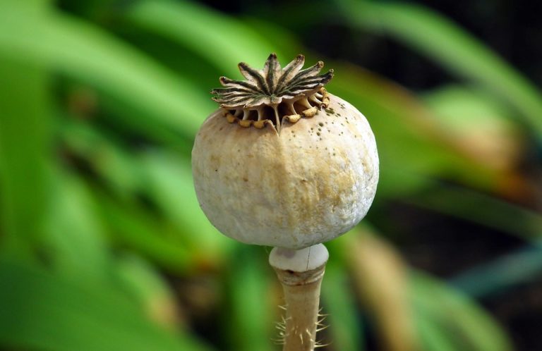 Eco How-To: Designing Spaces Where Nature Breathes Deeply