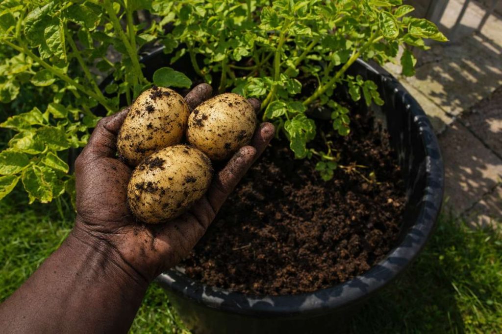 How to Grow Potatoes in Containers?