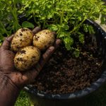 How to Grow Potatoes in Containers? How to Grow Potatoes in Containers?