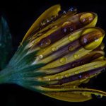 Eco How-To Germinate Light Through Fractured Concrete