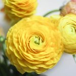 Seasonal Ritual Sorrow’s Bloom in Autumn’s Fading Embrace