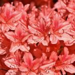 Eco How-To: Cultivating Wildflower Meadows