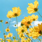 9 Unique Yellow Flowers For A Garden Filled With Gold 9 Unique Yellow Flowers For A Garden Filled With Gold