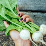 56 Best Vegetables and Herbs That Grow in Shade