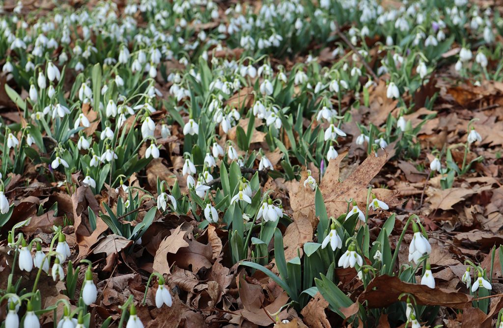 Snowdrops: Resilient and Hopeful Harbingers of Spring