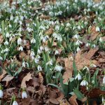 Snowdrops: Resilient and Hopeful Harbingers of Spring Snowdrops: Resilient and Hopeful Harbingers of Spring