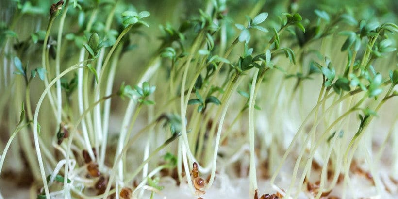 4 Simple Recipes Using Homegrown Sprouts