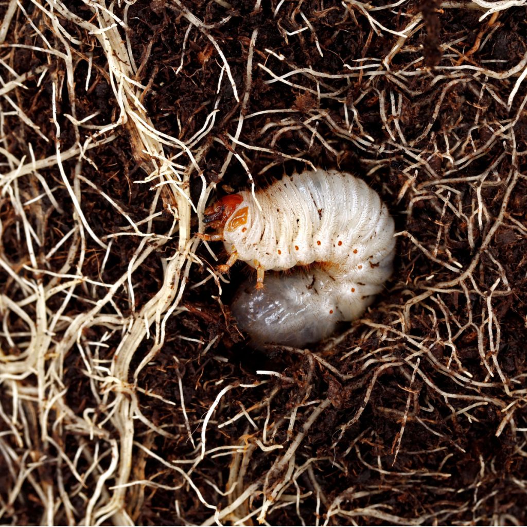 How To Stop Grubs – And Get Rid Of Ground Moles Forever!