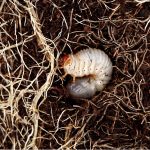 How To Stop Grubs – And Get Rid Of Ground Moles Forever!