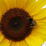 Poetic Guide to Moonlit Nectar & Sprouting Basil