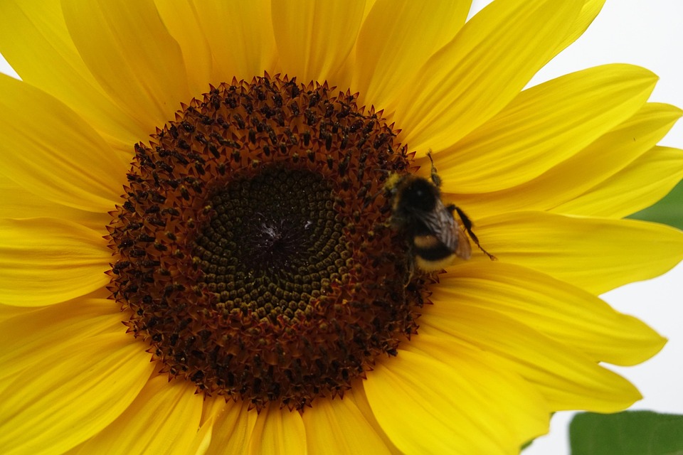 Poetic Guide to Moonlit Nectar & Sprouting Basil