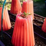 the simple trick to protect tomatoes from frost (without frost cloth)