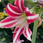 When to Cut Back Amaryllis Leaves—And Help the Bulb Rebloom!