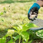 The 2 Most Important Times To Fertilize Hydrangeas!