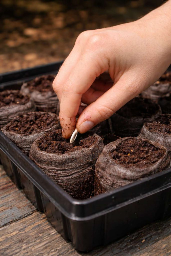 When to Start Planting Seeds Indoors?