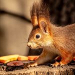 Eco How-To: Clay O’Clock Mender