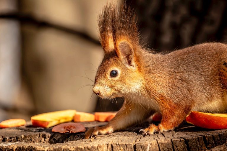Eco How-To: Clay O’Clock Mender