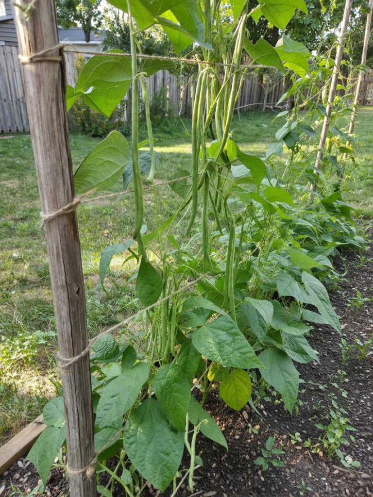 vegetables plant june