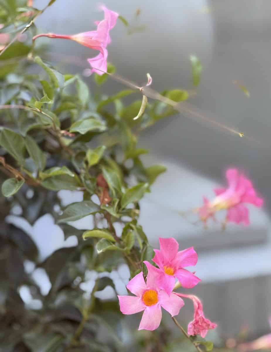 pink trumpet-shaped flowers with yellow centers bloom among green leaves, offering inspiration on how to decorate a porch for summer, set against a soft, out-of-focus gray background.
