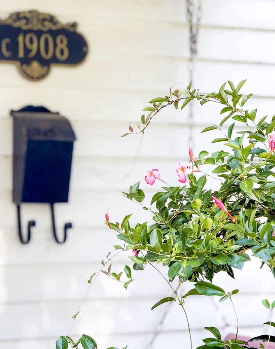a close-up of a leafy green plant with pink flowers in front of a white house wall, featuring a black mailbox and a decorative sign reading "c 1908" in the background.