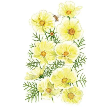 xanthos cosmos seeds