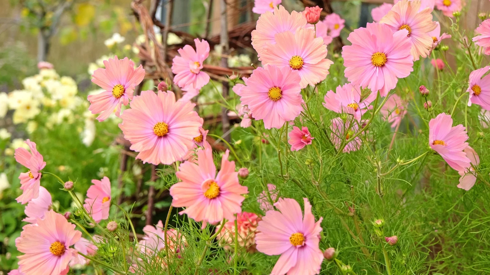 soft apricot petals with a rosy blush and a golden-yellow center, set on tall, slender green stems with feathery foliage.