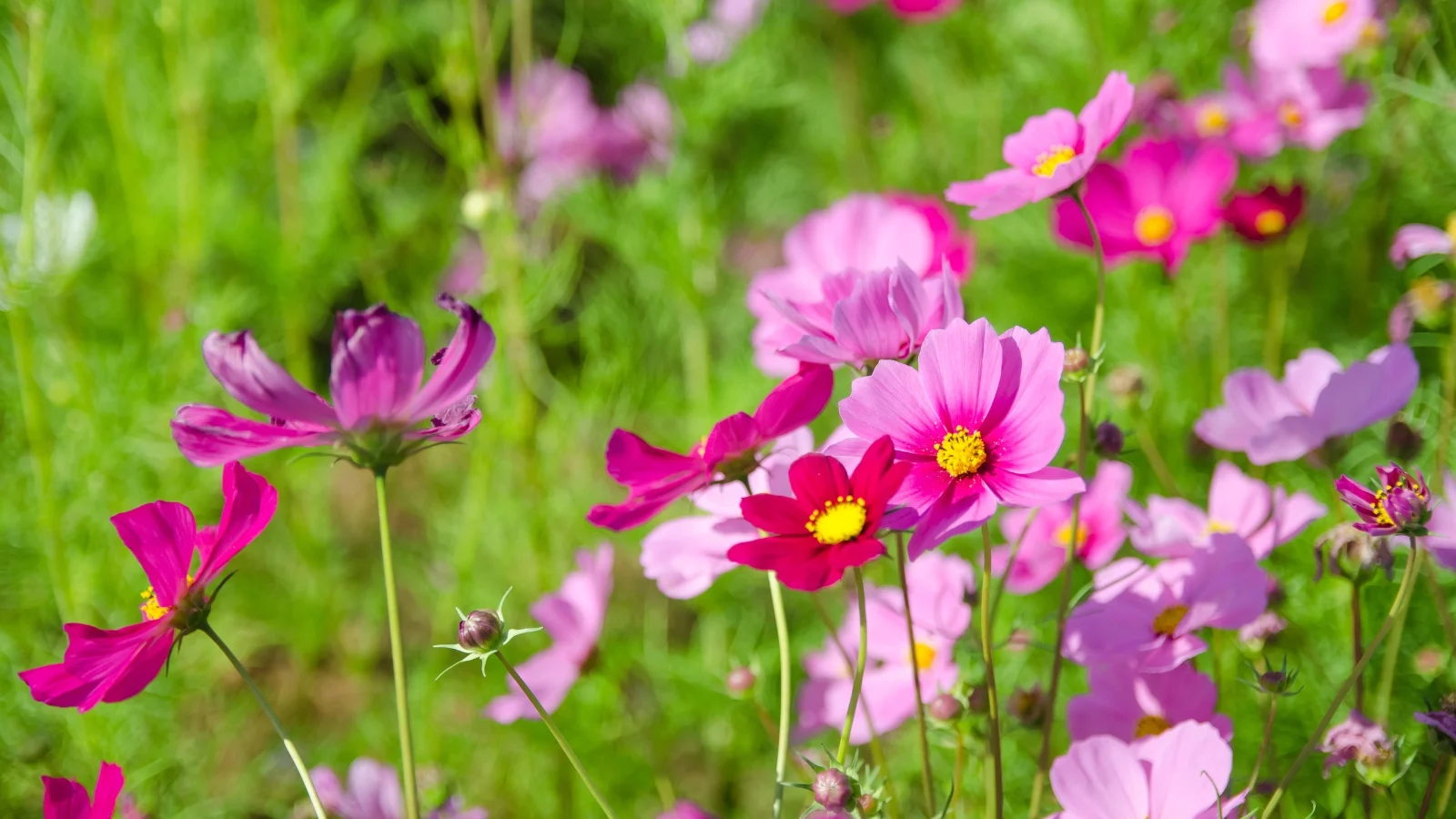 close-up of blooming flowers with vibrant pink petals, fern-like green leaves, and long stems swaying in the garden breeze.